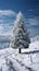 Snow kissed fir tree graces the tranquil winter landscape scene