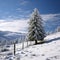 Snow kissed fir tree graces the tranquil winter landscape scene