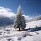 Snow kissed fir tree graces the tranquil winter landscape scene