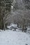 Snow-Kissed Tranquility: Exploring a Wintry Path in Pokainu Mezs, Dobele, Latvija