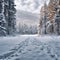 Snow kissed woods Forest immersed in a layer of tranquil snow