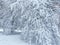 Snow Laden Branches in Winter in January