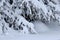 Snow laden pine tree in winter