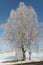 Snow landscape with birch in hoarfrost