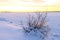 Snow landscape with iced bush on the shore of frozen lake