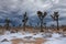 Snow Landscape in Joshua Tree National Park With Yucca Trees