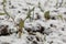 Snow layer over fresh planted young kohlrabi seedlings.