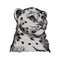 Snow leopard baby tabby portrait in close up isolated sketch. Vector spotted leopard hand drawni llustration of Panthera uncia.