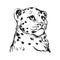 Snow leopard baby tabby portrait in closeup isolated sketch t-shirt print monochrome. Vector spotted leopard hand drawni
