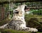 Snow Leopard in Captivity Yawning Widely after a N