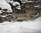 Snow Leopard cat running across the snow