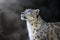 Snow leopard close up portrait