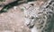 Snow leopard close up portrait.