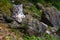 Snow leopard close up portrait