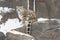 Snow Leopard Cub with Long Tail on Rocks with Snow