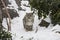 Snow Leopard Cub Pausing on Snow Path by Trees, Boulders