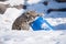 Snow Leopard Cub Playing With Barrell