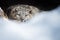 Snow Leopard Cub Resting In Den