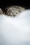 Snow Leopard Cub Resting In Den