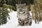 Snow Leopard Cub on Snow Bank