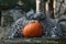 Snow Leopard Cubs first Pumpkin