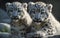 Snow leopard cubs, Generative AI