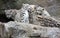 Snow Leopard cubs sitting with mother