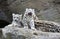 Snow Leopard cubs sitting with mother