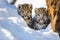 Snow Leopard Family: A Puzzle of Poses Amidst COVID-19