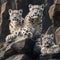 Snow Leopard Family on Rocky Outcropping in Remote Alpine Wilderness