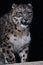 The snow leopard growls menacingly on a black background, the front half of the body is a close-up, angry and dangerous