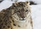 Snow leopard, irbis