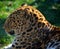 The snow leopard is a large cat native to the mountain ranges