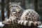 Snow leopard large rare cats in natural environement. Generative AI