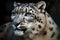 Snow leopard large rare cats in natural environement. Generative AI