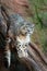 Snow leopard, ounce, Panthera uncia