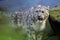 The snow leopard or ounce Panthera uncia, portrait of the male