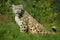 SNOW LEOPARD OR OUNCE uncia uncia, ADULT LICKING ITS NOSE