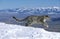 Snow Leopard or Ounce, uncia uncia, Adult running through Mountain