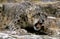 Snow Leopard or Ounce, uncia uncia, Adult snarling, in Defensive Posture