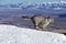 Snow Leopard or Ounce, uncia uncia, Portrait running on Snow