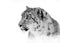 A Snow leopard Panthera uncia portrait in black and white on a cold snowy winter day