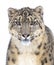 A Snow leopard Panthera uncia portrait on a cold snowy winter day