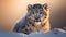 Snow leopard, Panthera uncia, portrait in winter snow