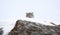 A Snow leopard Panthera uncia walking on a rocky cliff in winter in Montana, USA