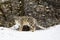 A Snow leopard Panthera uncia walking on a snow covered rocky cliff in winter in Montana, USA