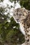 Snow Leopard with Piercing Eyes Gazing