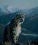 Snow leopard portrait close up on dark background. sitting in nature stone rocky mountain habitat,