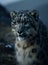 Snow leopard portrait close up on dark background. sitting in nature stone rocky mountain habitat,