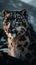 Snow leopard portrait close up on dark background. sitting in nature stone rocky mountain habitat,